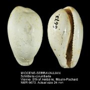 MIOCENE-SERRAVALLIAN Schilderia columbaria